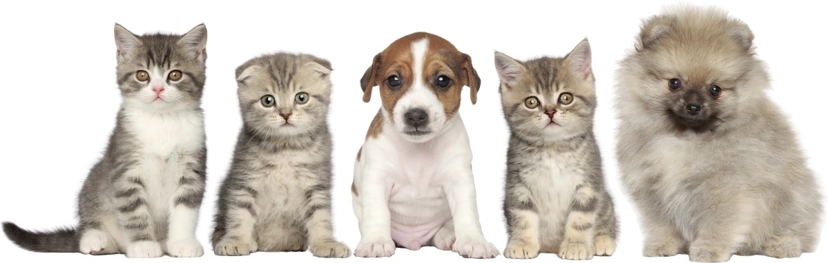 Wallsticker - Dog and Cats