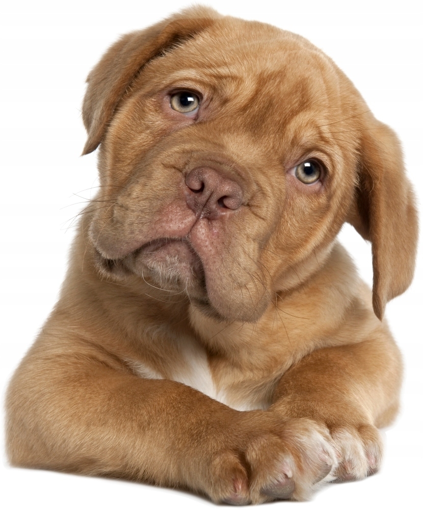 Wallsticker - Dog