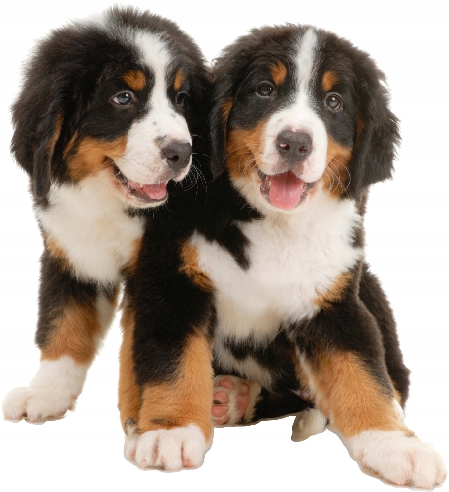 Wallsticker - Dogs  / 02
