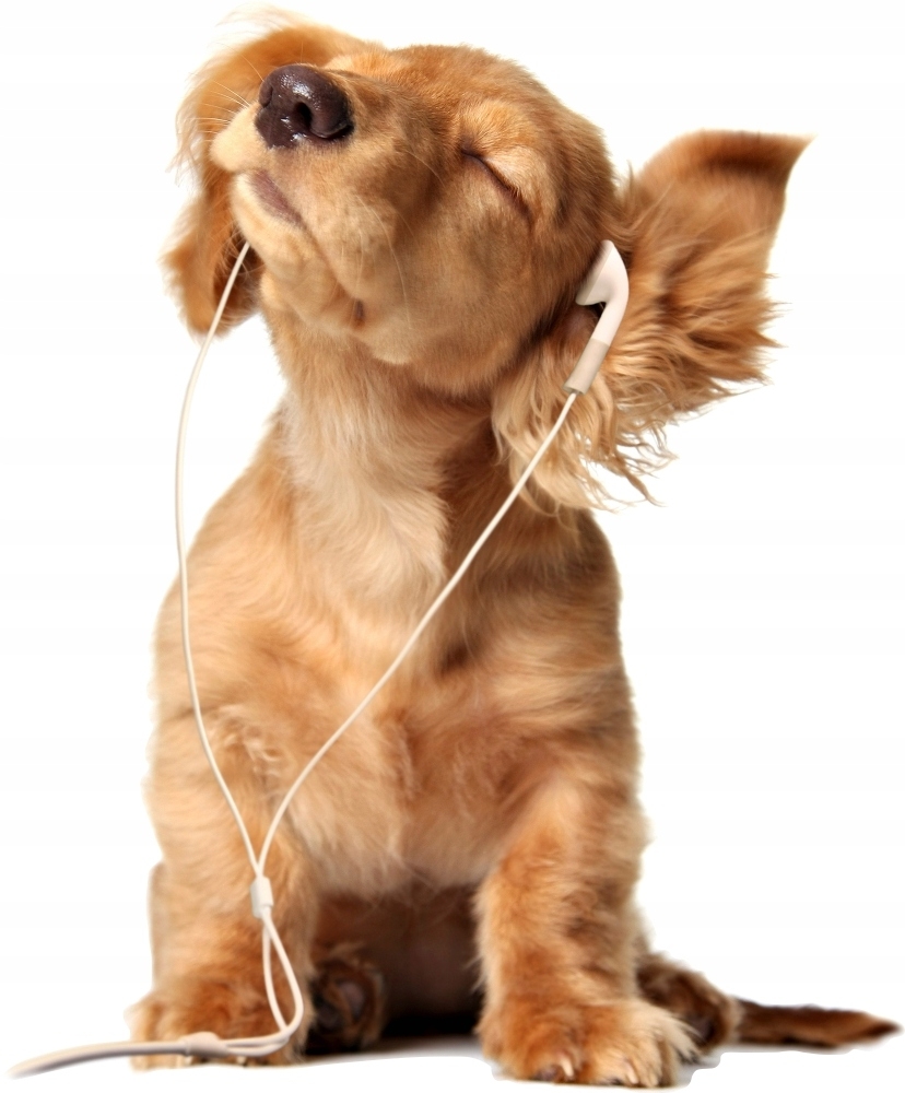 Wallsticker - Dog in Headphones