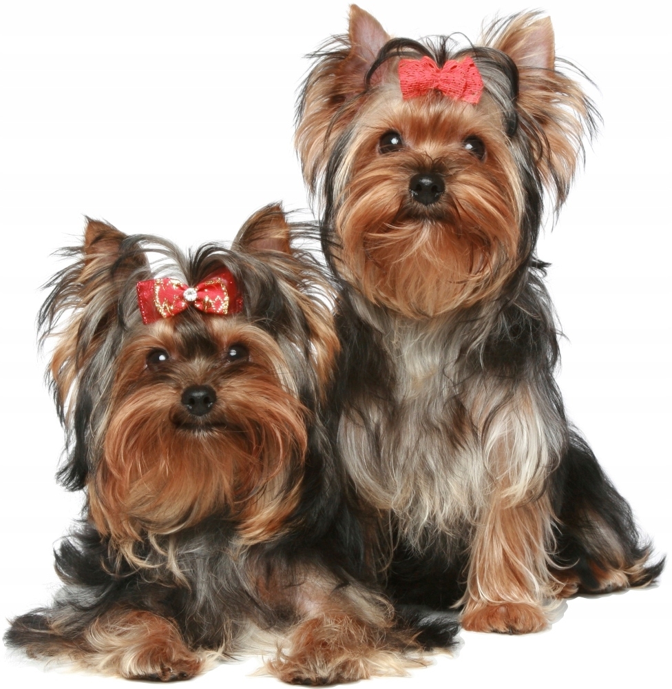 Wallsticker - Dogs Yorkie