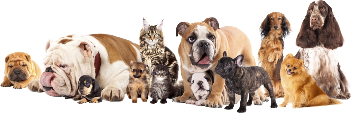Wallsticker - Dogs and Cats