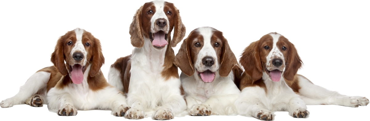 Wallsticker - Dogs Spaniel