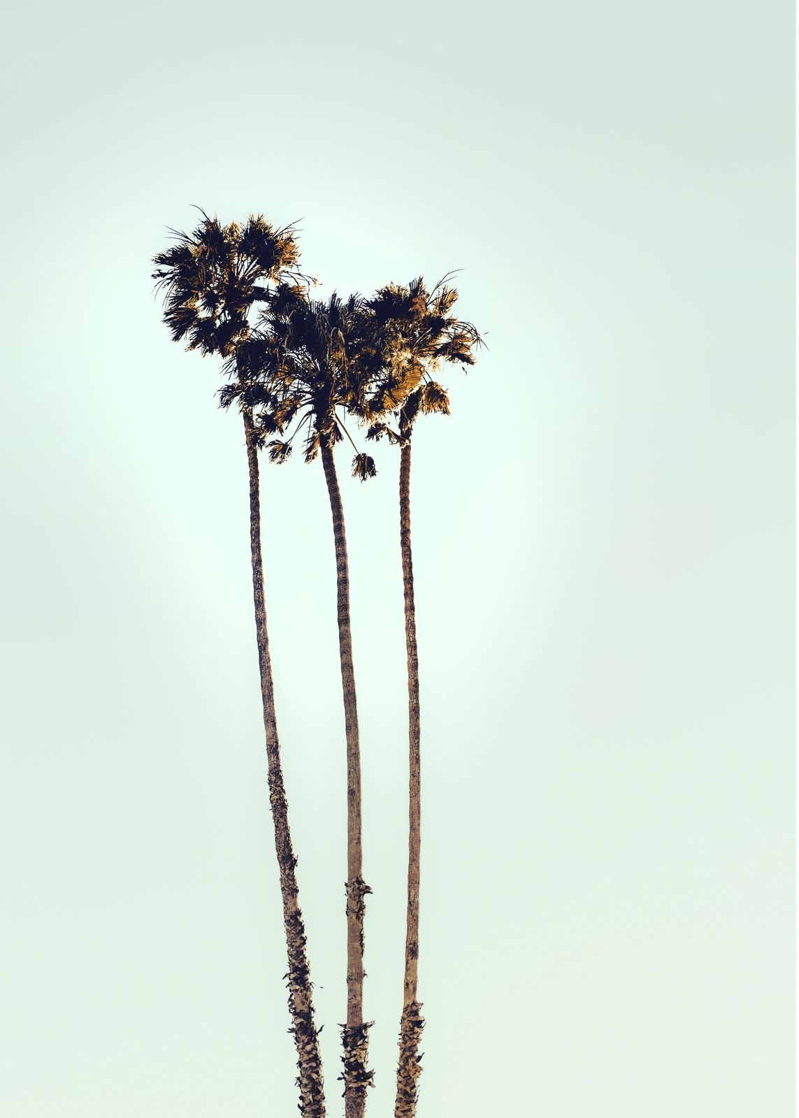 Poster - Tall Palm Trees