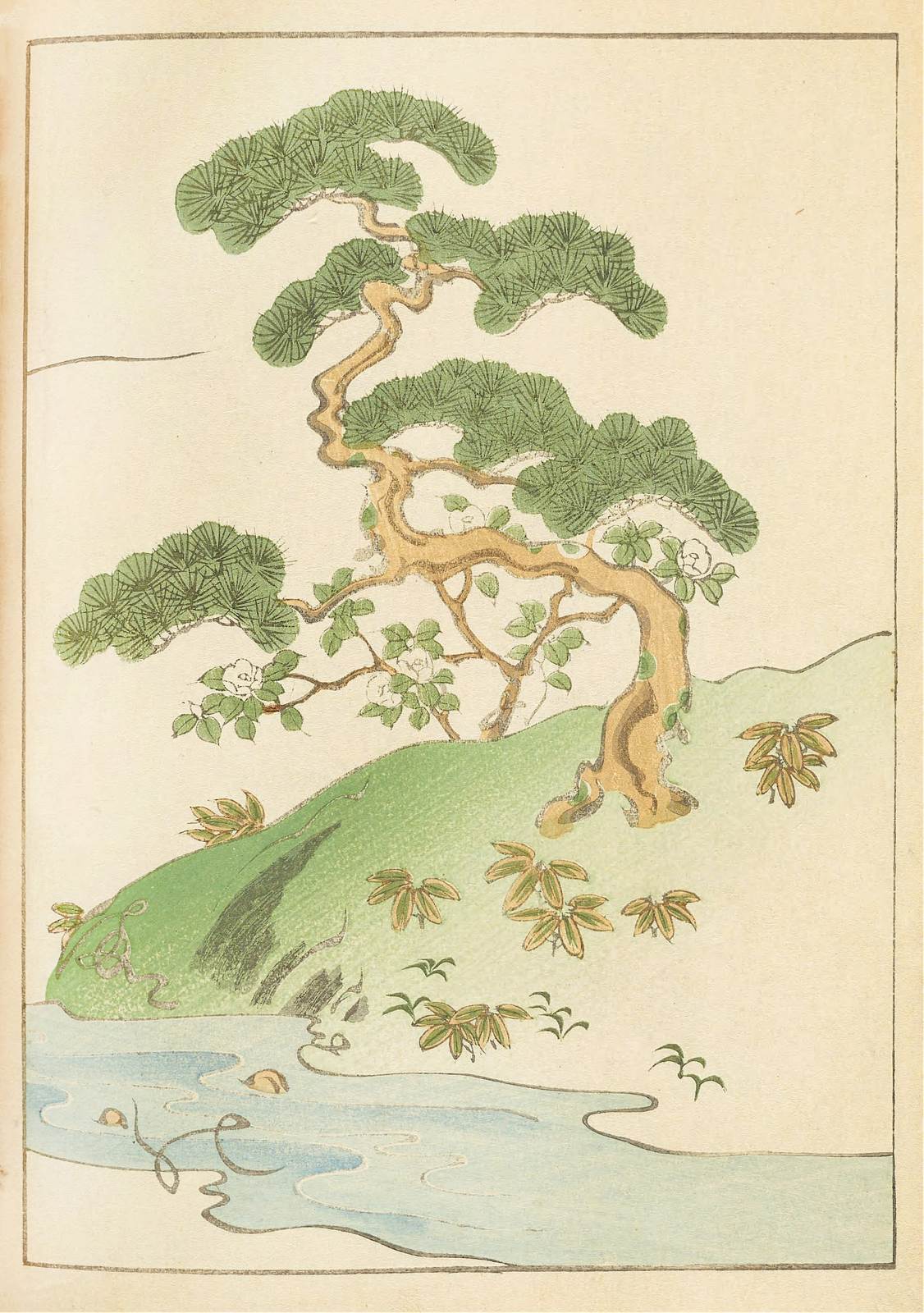 Poster - Japanese Pine Tree
