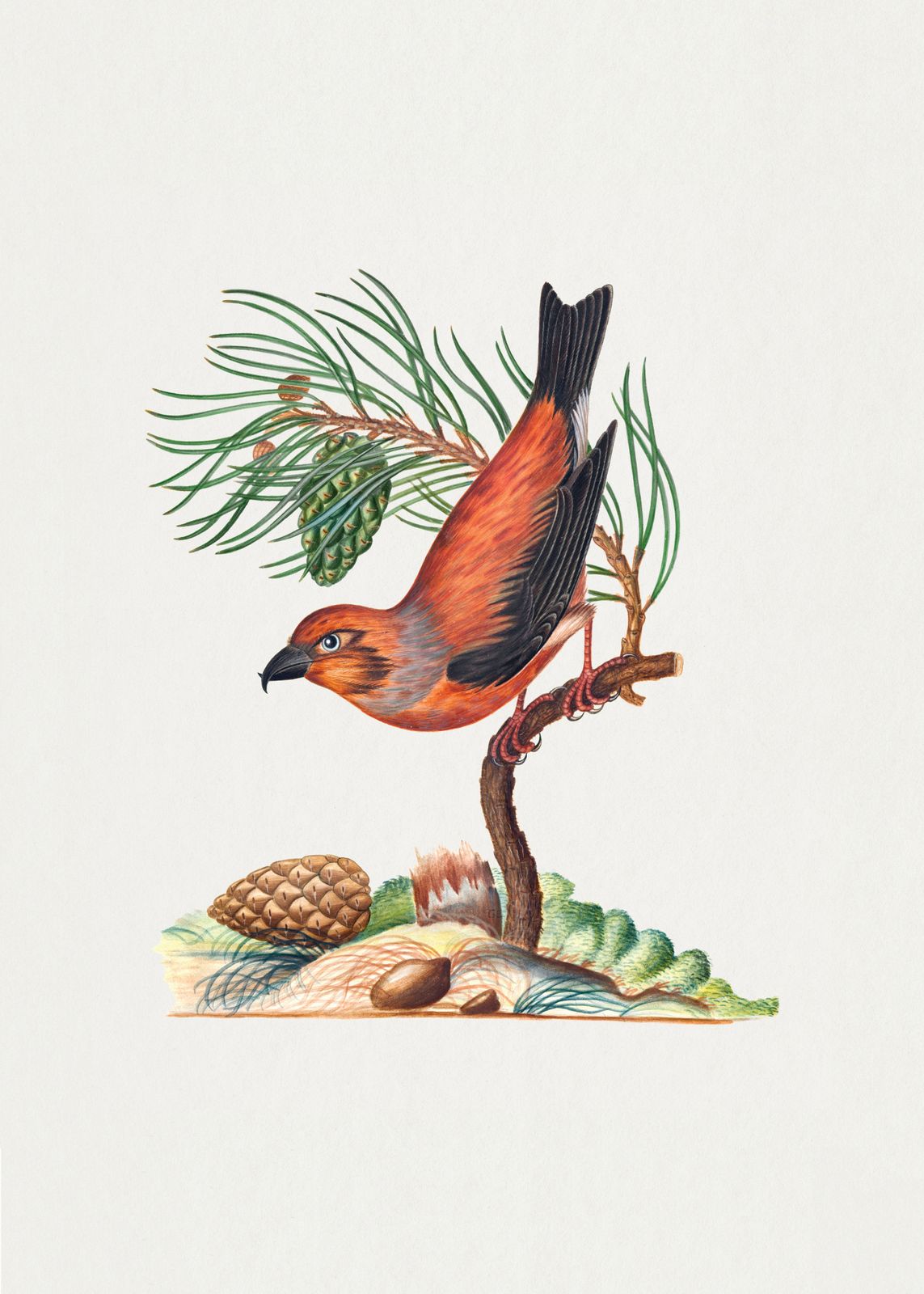 Poster - Bird Illustration